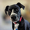 dog, black_dog, white_markings, collar, pet, animal, close_up, portrait, indoor, domestic_animal, canine, looking_at_camera, ears, fur, tag, friendly, cute, companion, alert, house_pet