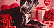 Shadow joined the competition — help win amazing prizes! animal, black_and_white, chocolates, close_up, collar, cute, decorations, dog, gift_box, heart_bokeh, heart_shaped_cookie, hearts, love, lying_down, pet, pink_background, portrait, red_ribbons, roses, valentines_day