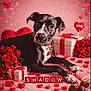 Shadow joined the competition — help win amazing prizes! dog, black_and_white, valentines_day, roses, hearts, chocolates, gift_box, pink_background, heart_bokeh, collar, lying_down, cute, love, heart_shaped_cookie, red_ribbons, decorations, portrait, pet, animal, close_up