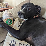 Shadow is registered to the contest to win money with this photo: dog, black_dog, couch, pillow, plush_toy, indoor, pet, relaxed, fur, animal, home, cozy, looking_away, soft_toy, fabric, collar, living_room, decor, comfort, resting