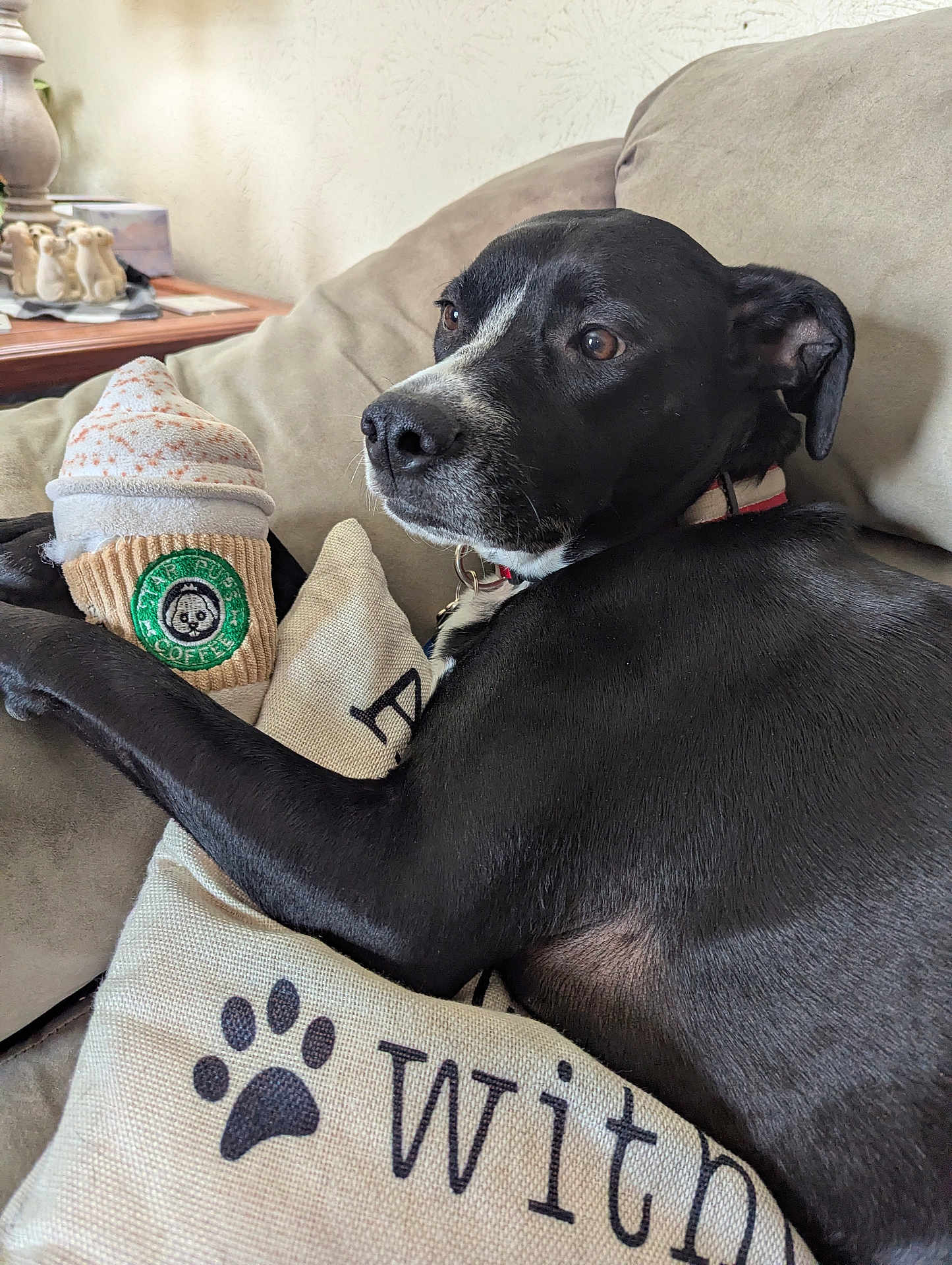 Shadow is registered to the contest to win money with this photo: dog, black_dog, couch, pillow, plush_toy, indoor, pet, relaxed, fur, animal, home, cozy, looking_away, soft_toy, fabric, collar, living_room, decor, comfort, resting