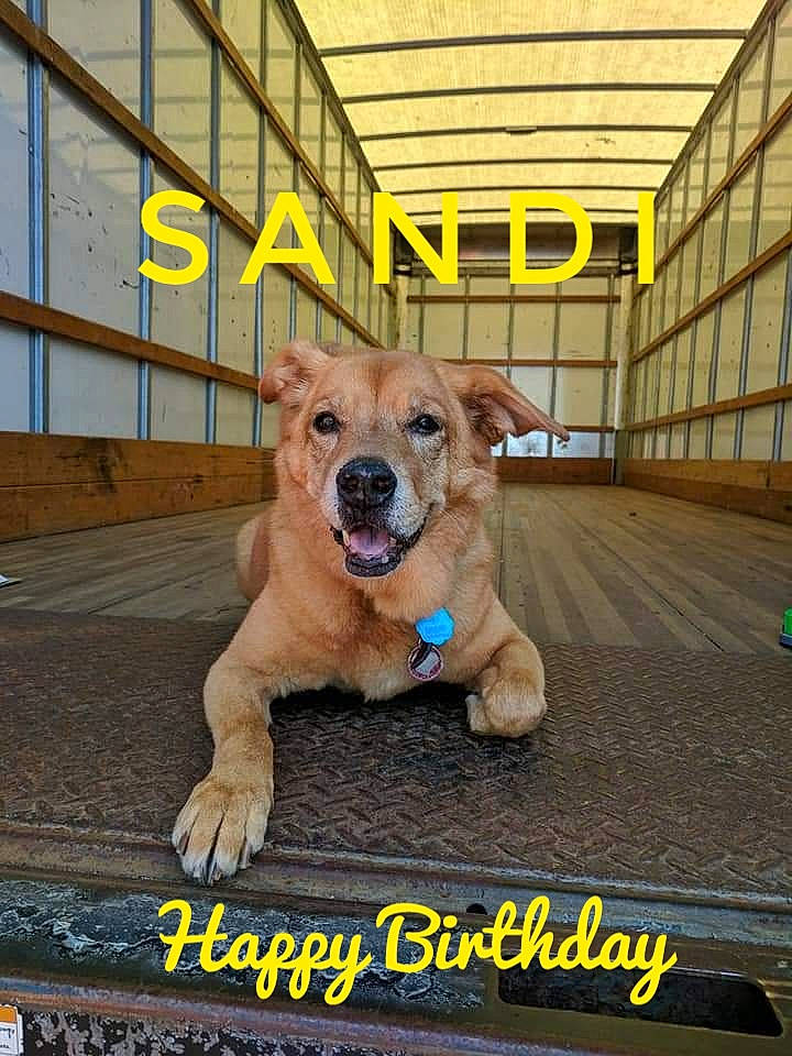 Sandi joined the competition — help win amazing prizes! canidae, carnivore, collar, companion_dog, dog, dog_breed, dog_clothes, dog_collar, dog_supply, fawn, flooring, fur, hardwood, leash, paw, photo_caption, sporting_group, whiskers, wood, working_dog