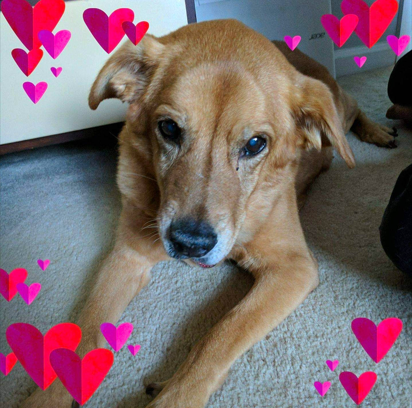 Sandi is registered to the contest to win money with this photo: carmine, carnivore, collar, comfort, companion_dog, dog, dog_breed, dog_supply, fawn, flooring, paw, pet_supply, snout, sporting_group, terrestrial_animal, whiskers, working_animal