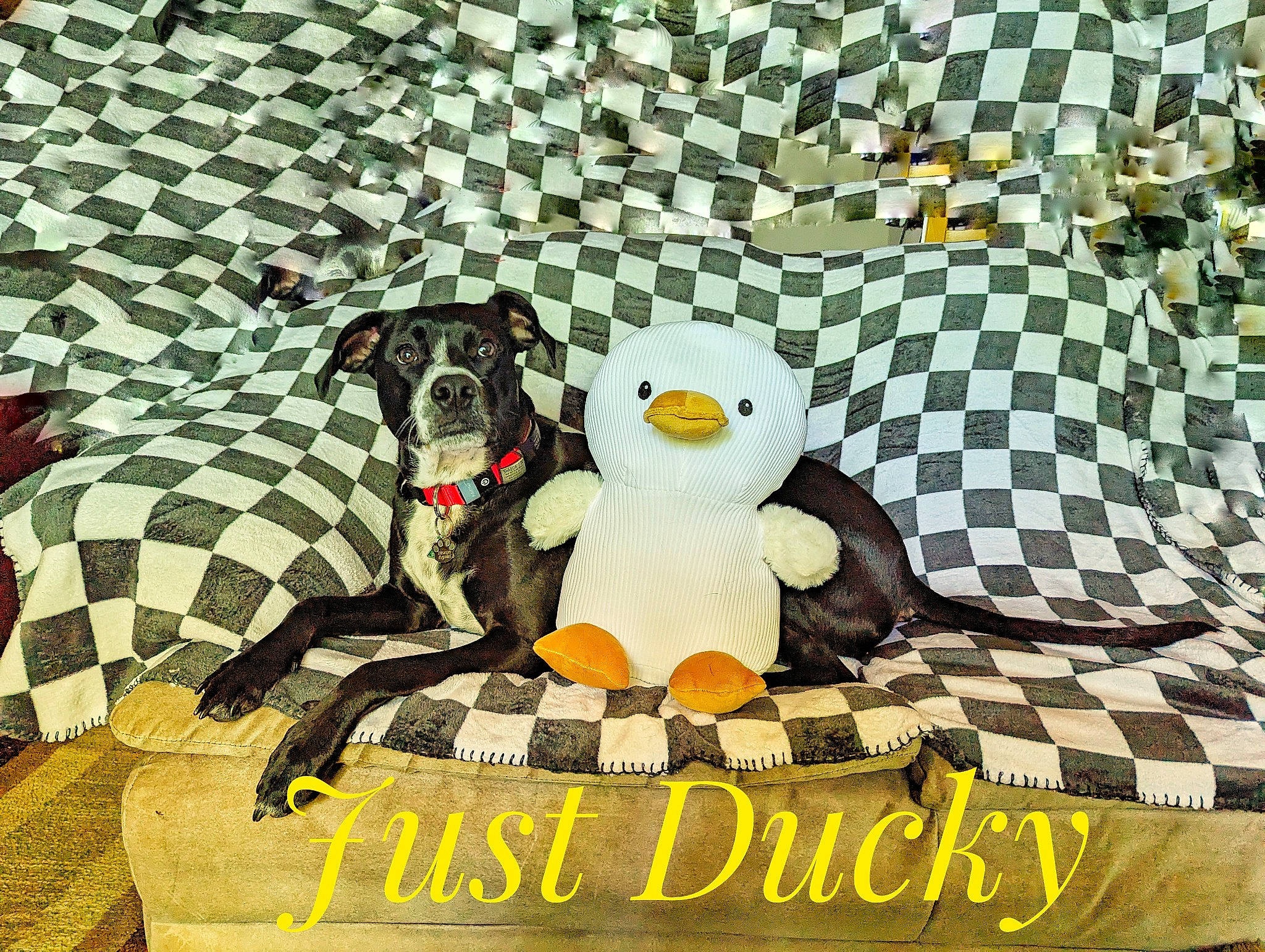 Shadow is registered to the contest to win money with this photo: art, carnivore, companion_dog, dog, dog_breed, flooring, font, games, grass, linens, mammal, pattern, recreation, rectangle, square, textile, toy, toy_dog, vertebrate, working_animal