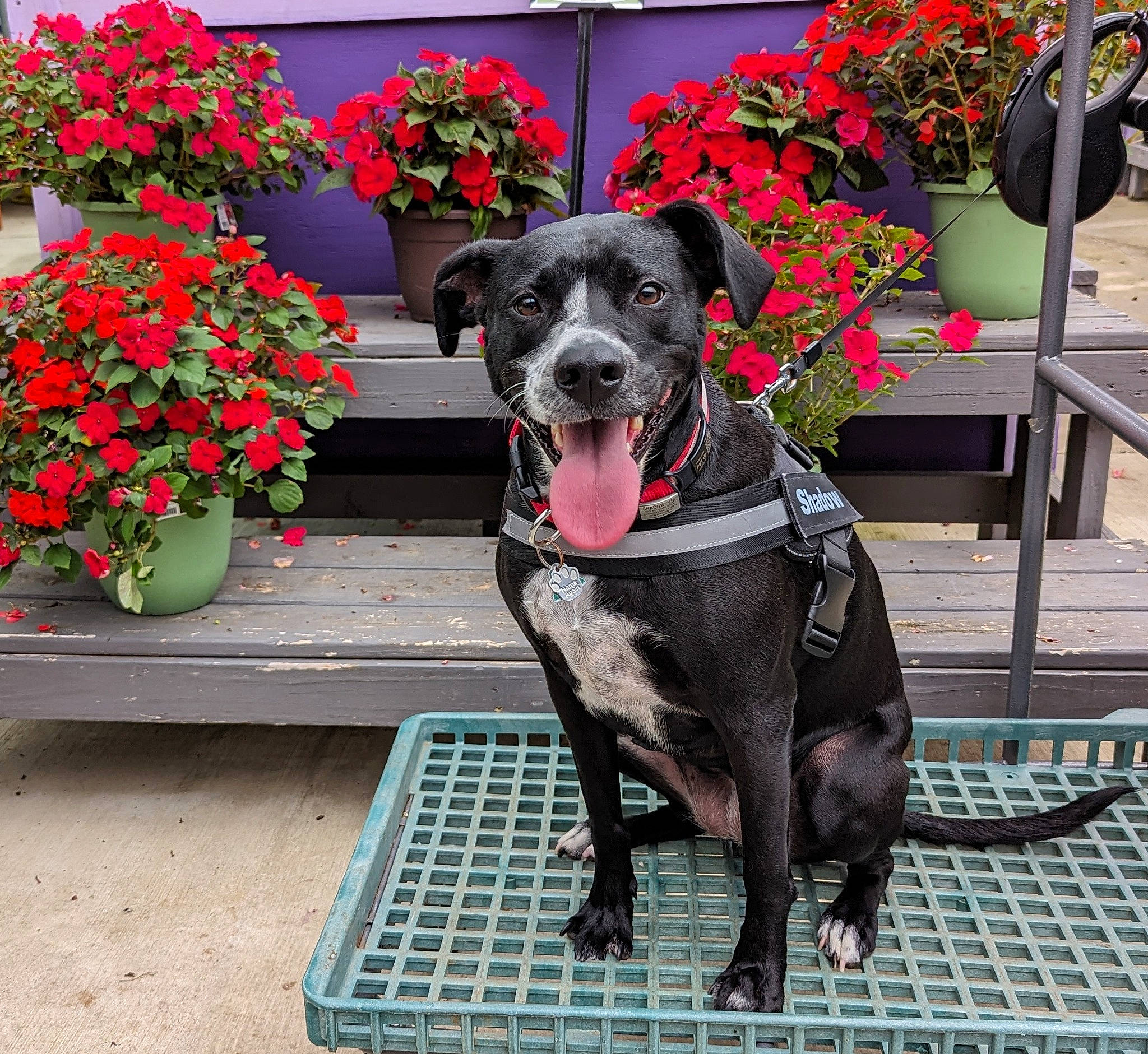 Shadow is registered to the contest to win money with this photo: annual_plant, canidae, carnivore, collar, companion_dog, dog, dog_breed, dog_collar, dog_supply, fawn, flower, flowerpot, houseplant, leash, pet_supply, pink, plant, snout, sporting_group, working_animal