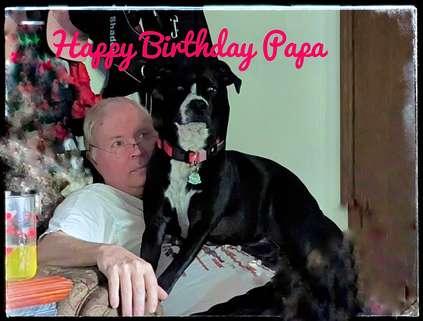 Shadow is registered to the contest to win money with this photo: carnivore, collar, companion_dog, dog, dog_breed, dog_collar, dog_supply, event, font, fur, guard_dog, leash, molosser, photo_caption, rectangle, sporting_group, t_shirt, toy_dog, working_animal, working_dog