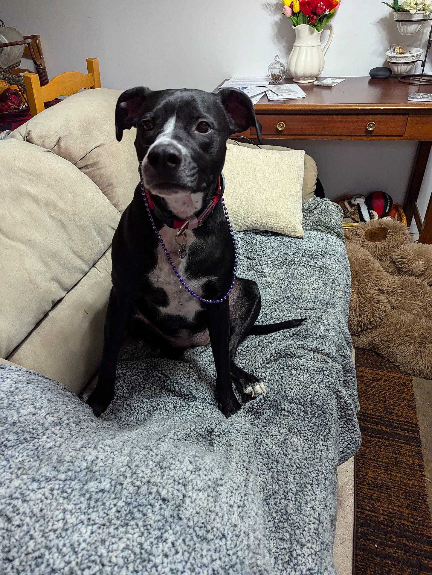 Shadowyin a rejoint le concours — aidez-le/la à gagner de superbes lots ! accessories, animal, architecture, building, canine, couch, cushion, dog, flower, flowerarrangement, furniture, homedecor, indoors, interiordesign, linen, livingroom, pet, plant, pointer, room