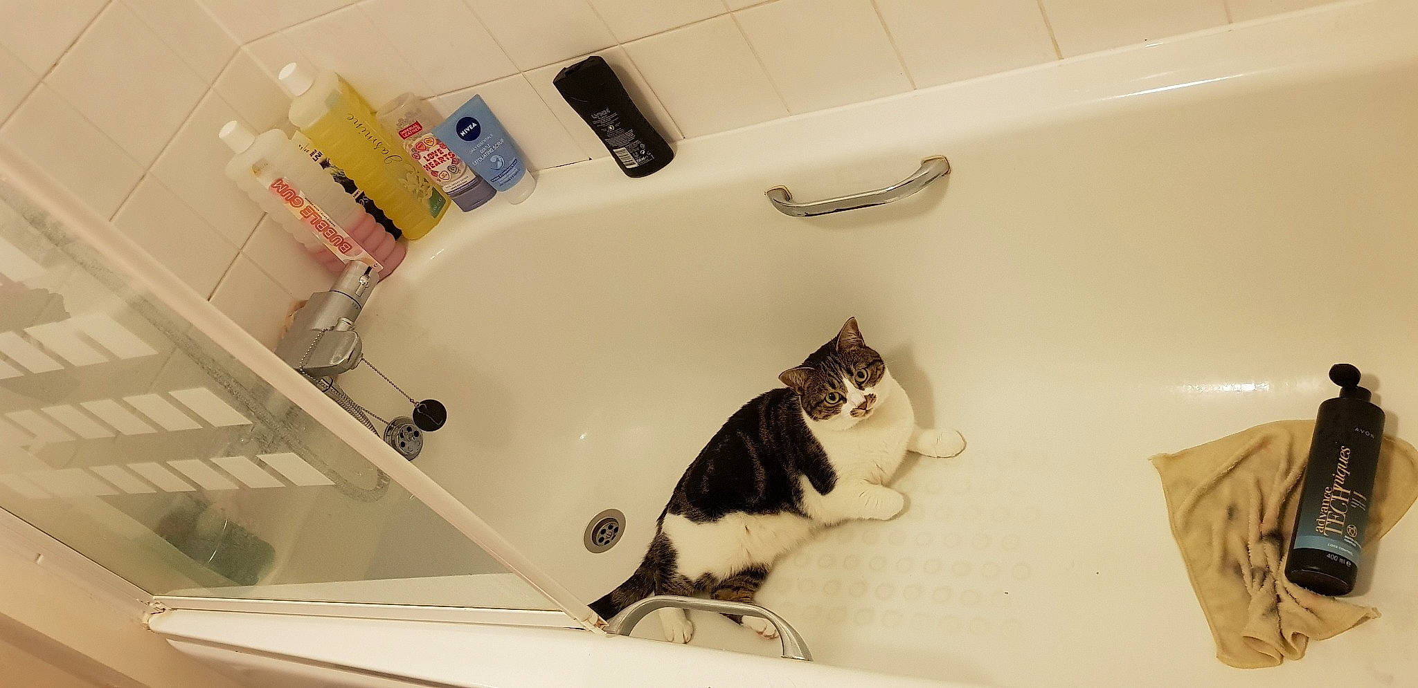 Tinkerbelle is registered to the contest to win money with this photo: bathroom, bathtub, carnivore, cat, domestic_short_haired_cat, european_shorthair, felidae, kitten, plumbing, plumbing_fixture, room, sink, small_to_medium_sized_cats, tail, tap, whiskers
