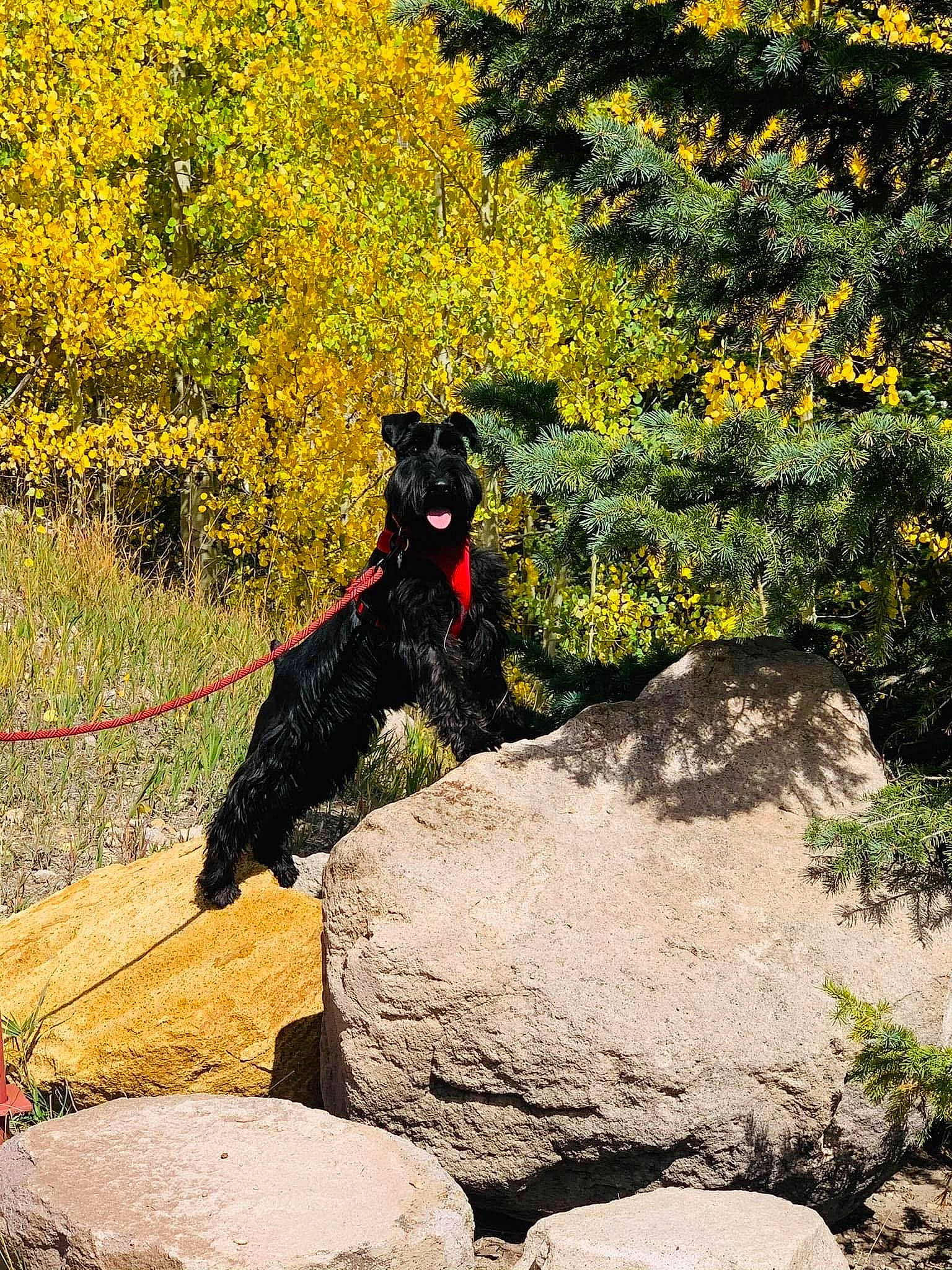 Roxy joined the competition — help win amazing prizes! bedrock, carnivore, dog, dog_breed, flower, grass, landscape, natural_landscape, people_in_nature, plant, rock, shadow, shrub, slope, soil, tail, tints_and_shades, tree, working_animal, yellow