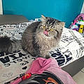 Sisi L.