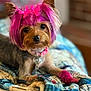 dog, pet, blanket, pink_wig, collar, indoor, fur, small_dog, cute, animal, lying_down, portrait, colorful, accessory, bow, fur_color, groomed, looking_at_camera, cozy, domestic_animal