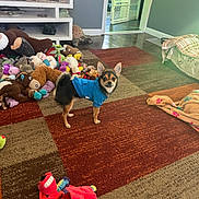Boomer Bear is registered to the contest to win money with this photo: dog, blue_hoodie, plush_toys, carpet, indoor, blanket, television, toy, floor, doorway, pet, living_room, furniture, animal, small_dog, cute, home, cozy, colorful, playful
