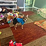 dog, blue_hoodie, plush_toys, carpet, indoor, blanket, television, toy, floor, doorway, pet, living_room, furniture, animal, small_dog, cute, home, cozy, colorful, playful
