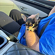 Boomer Bear is registered to the contest to win money with this photo: arm, black_pants, blue_shirt, car_interior, chihuahua, closeup, cup_holder, cute, daylight, dog, door_handle, indoor, leather_seat, person, pet, puppy, seatbelt, small_dog, sunlight, window