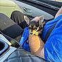 arm, black_pants, blue_shirt, car_interior, chihuahua, closeup, cup_holder, cute, daylight, dog, door_handle, indoor, leather_seat, person, pet, puppy, seatbelt, small_dog, sunlight, window
