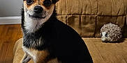 Boomer Bear joined the competition — help win amazing prizes! dog, small_dog, chihuahua, pet, animal, couch, indoor, plush_toy, brown_couch, fur, ears, wooden_floor, cute, companion, domestic, sitting, looking, alert, house, living_room