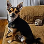 dog, small_dog, chihuahua, pet, animal, couch, indoor, plush_toy, brown_couch, fur, ears, wooden_floor, cute, companion, domestic, sitting, looking, alert, house, living_room