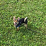 Boomer Bear is registered to the contest to win money with this photo: dog, small_dog, leash, harness, grass, greenery, outdoor, pet, happy, panting, ears, animal, nature, summer, cute, playful, canine, ground, field, daylight