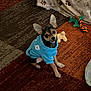 Boomer Bear joined the competition — help win amazing prizes! dog, puppy, blue_hoodie, toy, carpet, blanket, indoor, pet, small_dog, cute, sitting, looking_up, cozy, playful, animal, ears_up, brown, black, tan, house