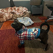Titan joined the competition — help win amazing prizes! dog, pet, hoodie, plaid, carpet, indoor, bed, furniture, window, curtain, floor, animal, small_dog, looking_up, cozy, home, room, curious, black_dog, casual_clothing