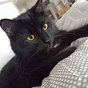 Shadow participe au concours pour gagner de l'argent avec cette photo : black_cat, cat, pet, animal, indoor, blanket, patterned_blanket, yellow_eyes, fur, whiskers, close_up, portrait, relaxed, curious, cozy, soft_lighting, blurred_background, resting, feline, domestic_animal