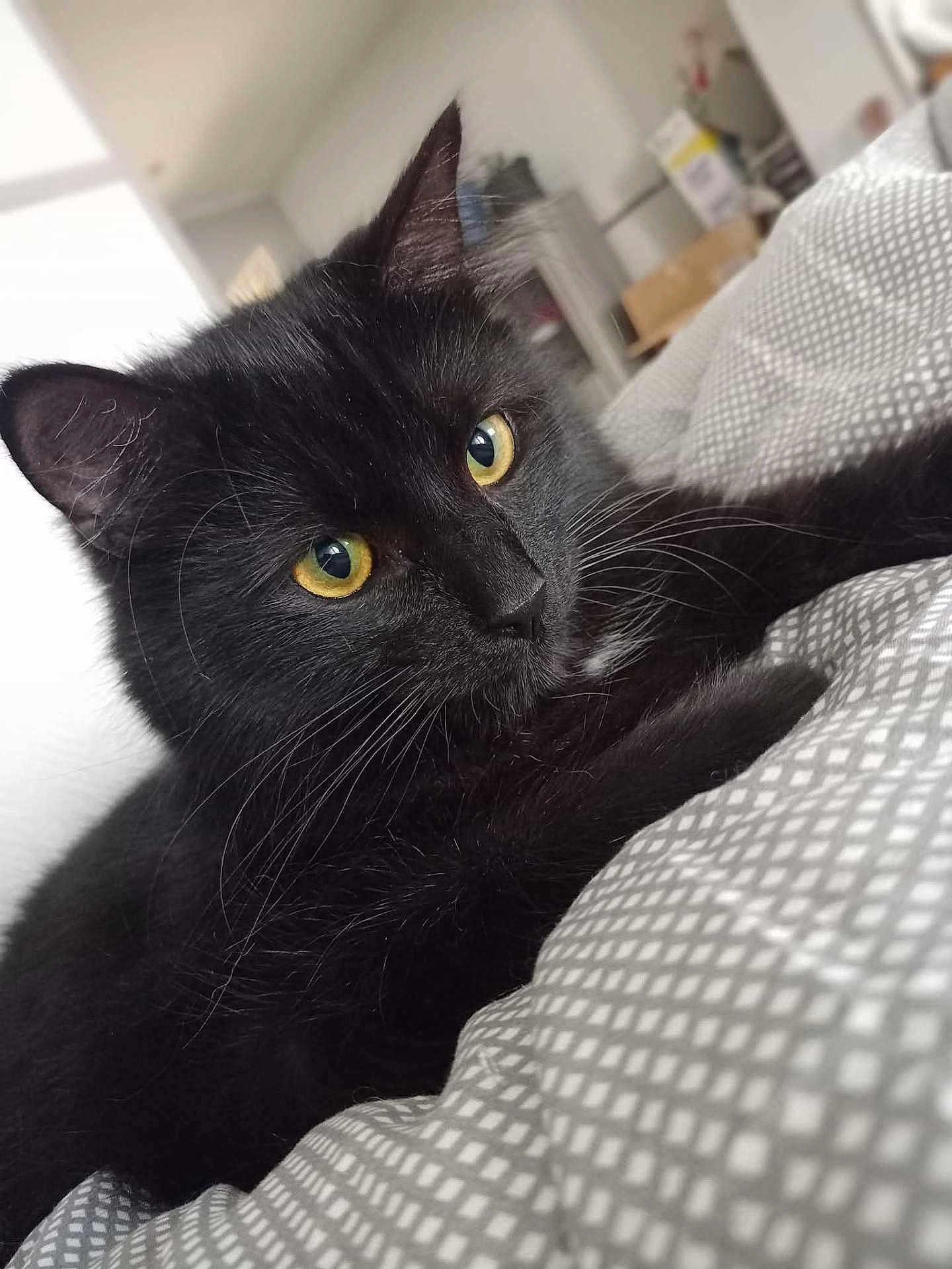 Shadow participe au concours pour gagner de l'argent avec cette photo : black_cat, cat, pet, animal, indoor, blanket, patterned_blanket, yellow_eyes, fur, whiskers, close_up, portrait, relaxed, curious, cozy, soft_lighting, blurred_background, resting, feline, domestic_animal
