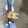 accessories, animal, canine, city, clothing, dog, footwear, jeans, leash, pants, person, pet, poodle, puppy, road, shoe, sneaker, strap, walking, walkingdog