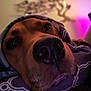 Uno Johnny joined the competition — help win amazing prizes! dog, close_up, nose, blanket, pattern, cozy, indoor, soft_light, blurred_background, pet, animal, wrapped, portrait, warm_tones, brown_dog, snout, fur, relaxed, cute, companion