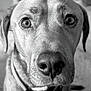 Uno Johnny is registered to the contest to win money with this photo: dog, close_up, black_and_white, pet, animal, canine, portrait, fur, collar, nose, ears, eyes, indoor, domestic_animal, muzzle, looking, face, expression, whiskers, friend