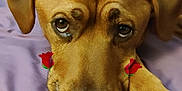 Uno Johnny joined the competition — help win amazing prizes! dog, brown_dog, pet, lying_down, close_up, bed, blanket, indoor, cute, animal, face, ears, nose, paw, resting, looking_up, rose_sticker, purple_blanket, domestic_animal, canine