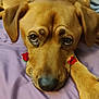 dog, brown_dog, pet, lying_down, close_up, bed, blanket, indoor, cute, animal, face, ears, nose, paw, resting, looking_up, rose_sticker, purple_blanket, domestic_animal, canine