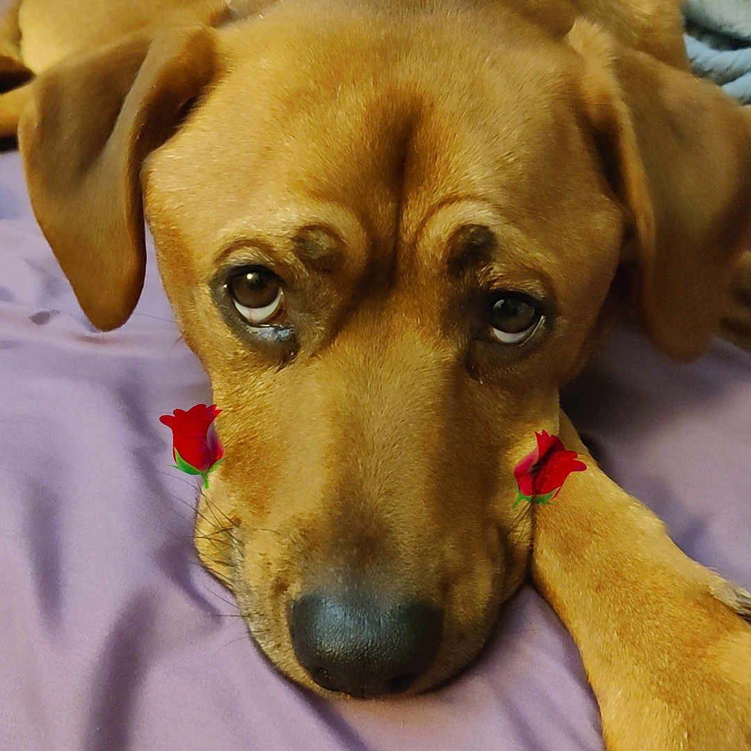 Uno Johnny joined the competition — help win amazing prizes! animal, bed, blanket, brown_dog, canine, close_up, cute, dog, domestic_animal, ears, face, indoor, looking_up, lying_down, nose, paw, pet, purple_blanket, resting, rose_sticker