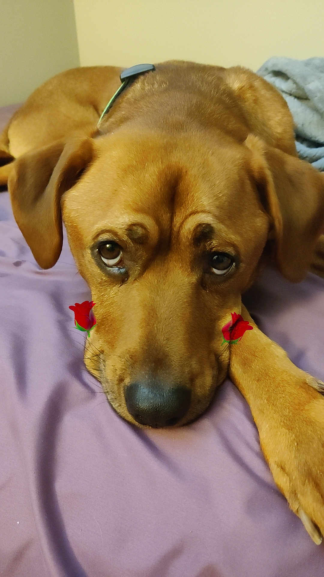 Uno Johnny joined the competition — help win amazing prizes! dog, brown_dog, pet, lying_down, close_up, bed, blanket, indoor, cute, animal, face, ears, nose, paw, resting, looking_up, rose_sticker, purple_blanket, domestic_animal, canine