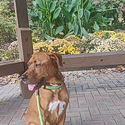 Uno Johnny joined the competition — help win amazing prizes! dog, brown_dog, leash, green_collar, sitting, patio, paved_ground, plants, flowers, garden, wooden_post, outdoor, nature, tongue_out, pet, canine, daylight, leaf_litter, calm, animal