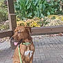 dog, brown_dog, leash, green_collar, sitting, patio, paved_ground, plants, flowers, garden, wooden_post, outdoor, nature, tongue_out, pet, canine, daylight, leaf_litter, calm, animal