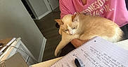 Blanco is registered to the contest to win money with this photo: cat, person, pink_shirt, notebook, pen, laptop, desk, indoor, floor, door, wall, writing, hand, sitting, relaxed, study, work, home, cozy, cream_cat
