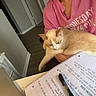 cat, person, pink_shirt, notebook, pen, laptop, desk, indoor, floor, door, wall, writing, hand, sitting, relaxed, study, work, home, cozy, cream_cat