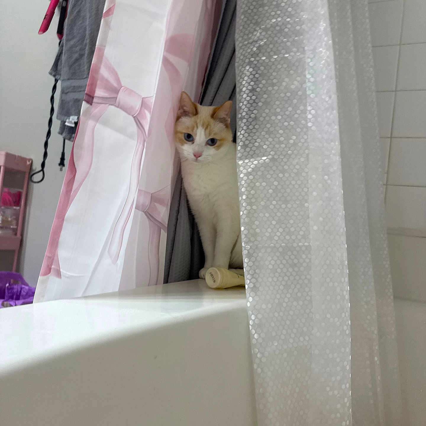 Blanco joined the competition — help win amazing prizes! cat, shower_curtain, bathroom, towel, bathtub, curious, white_cat, orange_cat, domestic, indoor, peeking, pet, feline, household, curtain, tile_wall, bathroom_accessories, pink, gray, clean