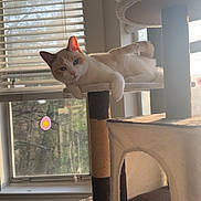 Blanco is registered to the contest to win money with this photo: cat, cat_tree, window, blinds, sunlight, indoor, pet, relaxed, blue_eyes, feline, home, animal, curious, resting, daylight, houseplant, vertical, cozy, comfortable, domestic