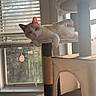cat, cat_tree, window, blinds, sunlight, indoor, pet, relaxed, blue_eyes, feline, home, animal, curious, resting, daylight, houseplant, vertical, cozy, comfortable, domestic