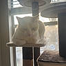 Blanco is registered to the contest to win money with this photo: cat, cat_tree, indoor, window, blinds, sunlight, pet, feline, relaxed, resting, fur, animal, home, cozy, perch, daylight, quiet, comfortable, domestic, leisure