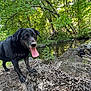 dog, black_dog, animal, outdoor, nature, trees, rock, water, creek, tongue_out, happy, pet, canine, sunlight, forest, greenery, moss, leaf, summer, daylight