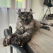 Syl a rejoint le concours — aidez-le/la à gagner de superbes lots ! animal, cat, chair, curtains, domestic_cat, feline, fluffy, fur, gray_cat, green_eyes, home, indoor, natural_light, pet, relaxed, stretching, table, whiskers, window, wooden_table