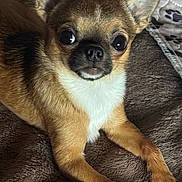 Shooter Mcgavin joined the competition — help win amazing prizes! animal, black_nose, blanket, brown_fur, chihuahua, close_up, cute, dog, ears, expression, front_paws, fur, indoors, lying_down, paw_print, pet, resting, small_dog, soft_texture, white_fur