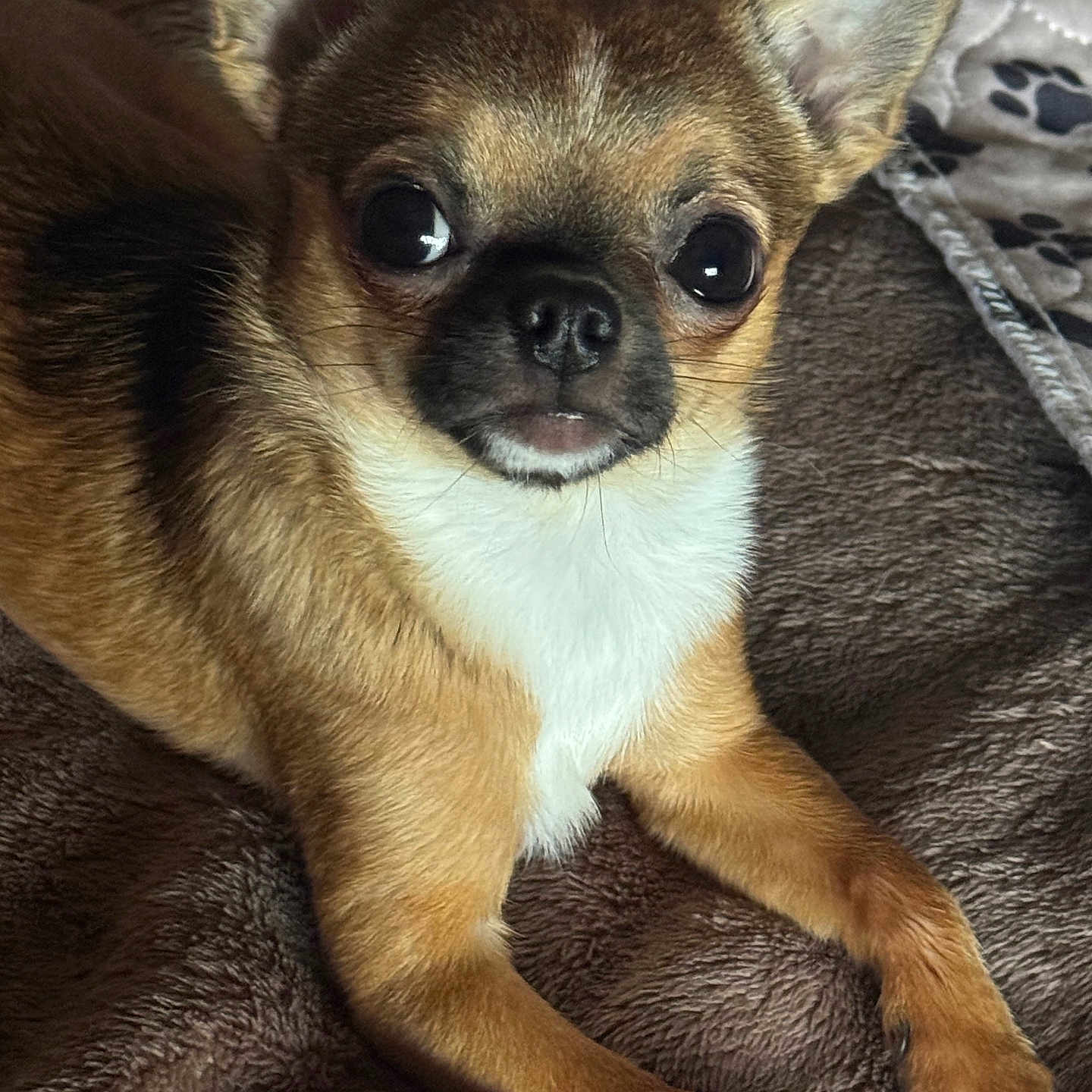 Shooter Mcgavin joined the competition — help win amazing prizes! animal, black_nose, blanket, brown_fur, chihuahua, close_up, cute, dog, ears, expression, front_paws, fur, indoors, lying_down, paw_print, pet, resting, small_dog, soft_texture, white_fur