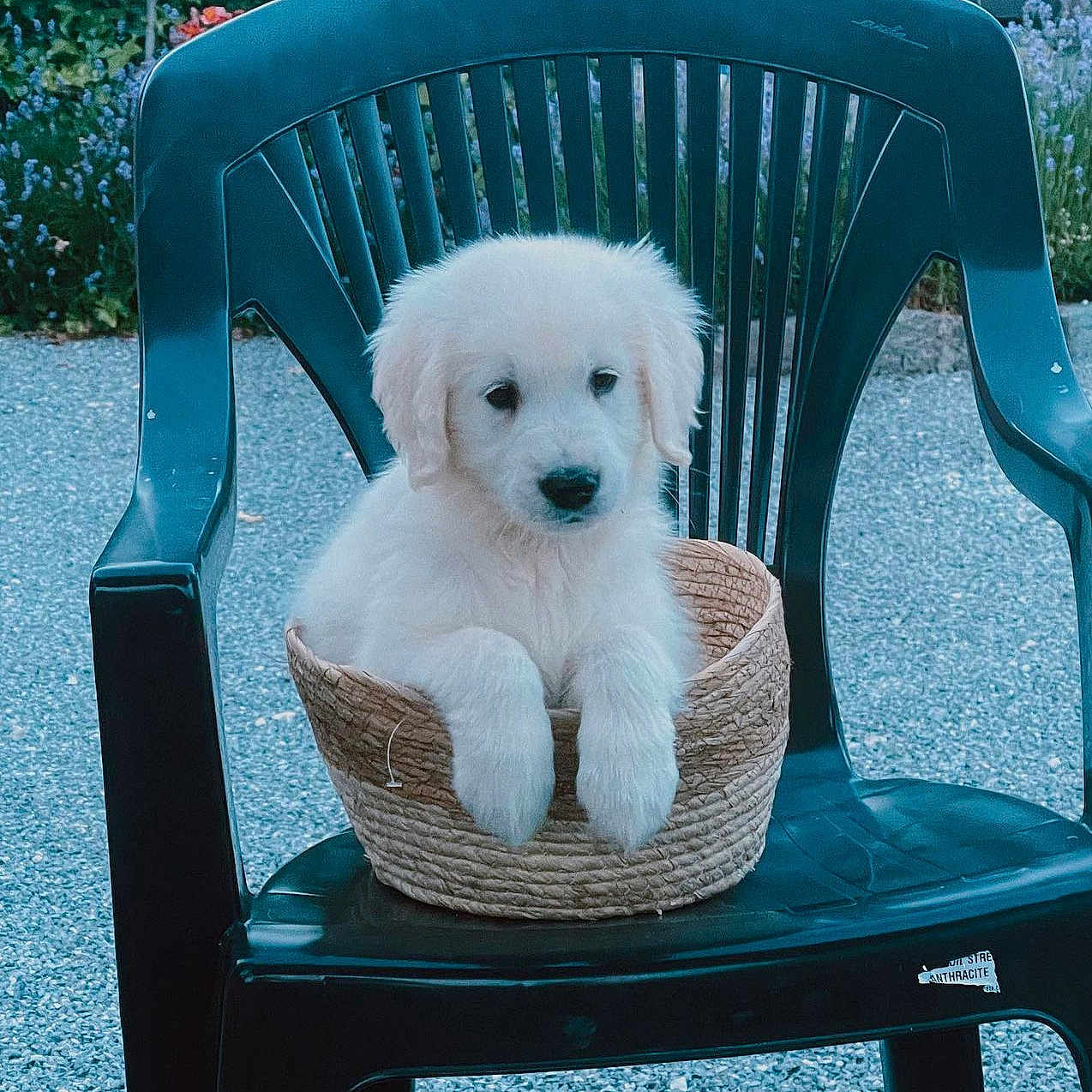 Pablo a rejoint le concours — aidez-le/la à gagner de superbes lots ! animal, canine, chair, dog, dogbed, eskimodog, furniture, hardwood, person, pet, puppy, racket, rockingchair, sitting, sport, stainedwood, tennis, tennisracket, terrier, whitedog