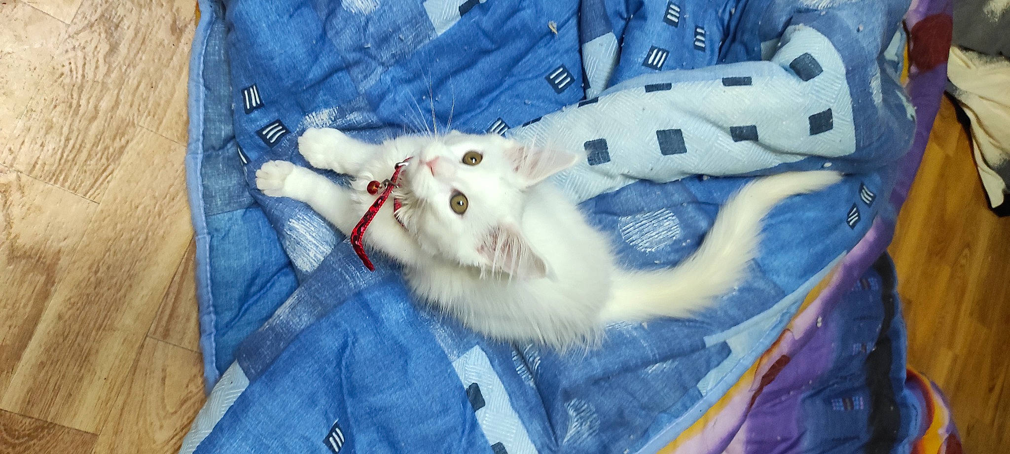 Tia participe au concours pour gagner de l'argent avec cette photo : canidae, carnivore, denim, dog_breed, domestic_short_haired_cat, dress_shirt, electric_blue, felidae, fur, linens, nail, pattern, plaid, sleeve, small_to_medium_sized_cats, sporting_group, stitch, stuffed_toy, textile, whiskers