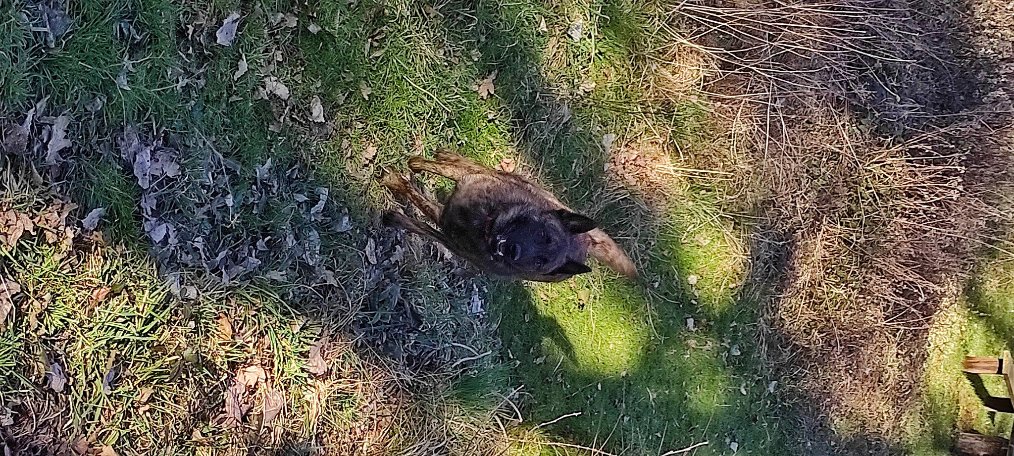 Rasta participe au concours pour gagner de l'argent avec cette photo : canidae, carnivore, dog_breed, grass, groundcover, plant, shadow, shrubland, snout, soil, sporting_group, tail, terrestrial_animal, tree, trunk, wildlife, wood, working_animal