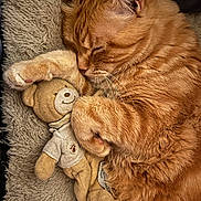 Filou participe au concours pour gagner de l'argent avec cette photo : cat, orange_cat, tabby, sleeping, stuffed_toy, teddy_bear, hugging, cozy, blanket, soft_texture, indoor, pet, cute, furry, close_up, resting, animal, whiskers, paw, relaxed