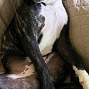 Navi joined the competition — help win amazing prizes! dog, canine, pet, brindle_coat, white_chest, sitting, reclining, couch, quilted_blanket, paw, nails, indoor, wooden_floor, ear, portrait, closeup, relaxed, sleepy, whiskers, companion